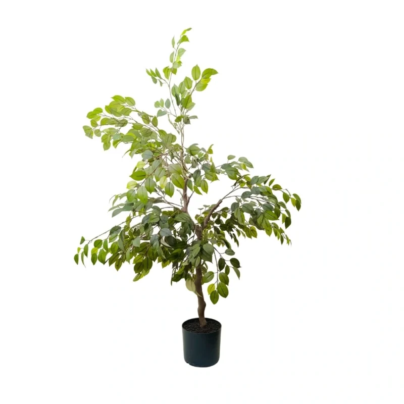 PLANTA FICUS 1,2mts VERDE