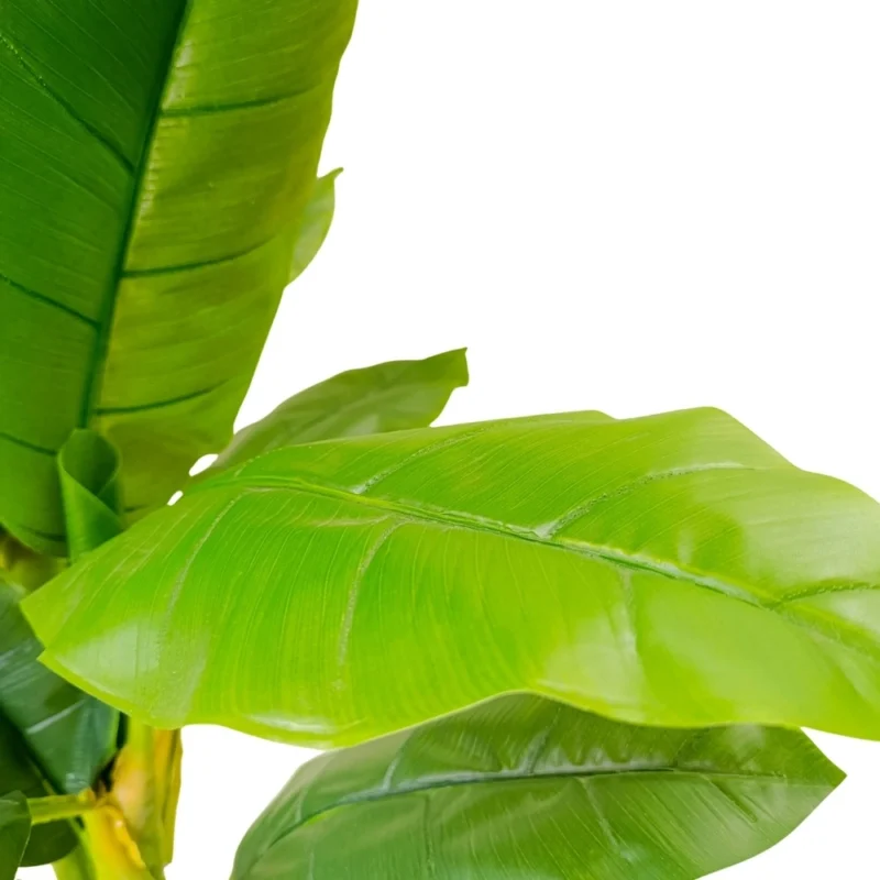 PLANTA BANANA 2,29m