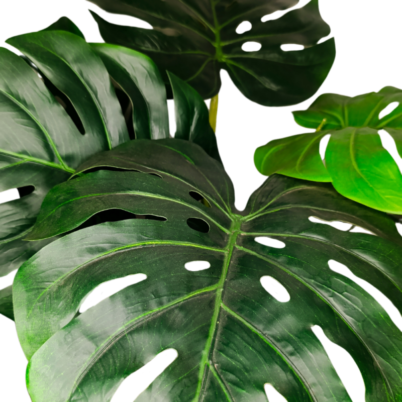 PLANTA MONSTERA 60cm VERDE