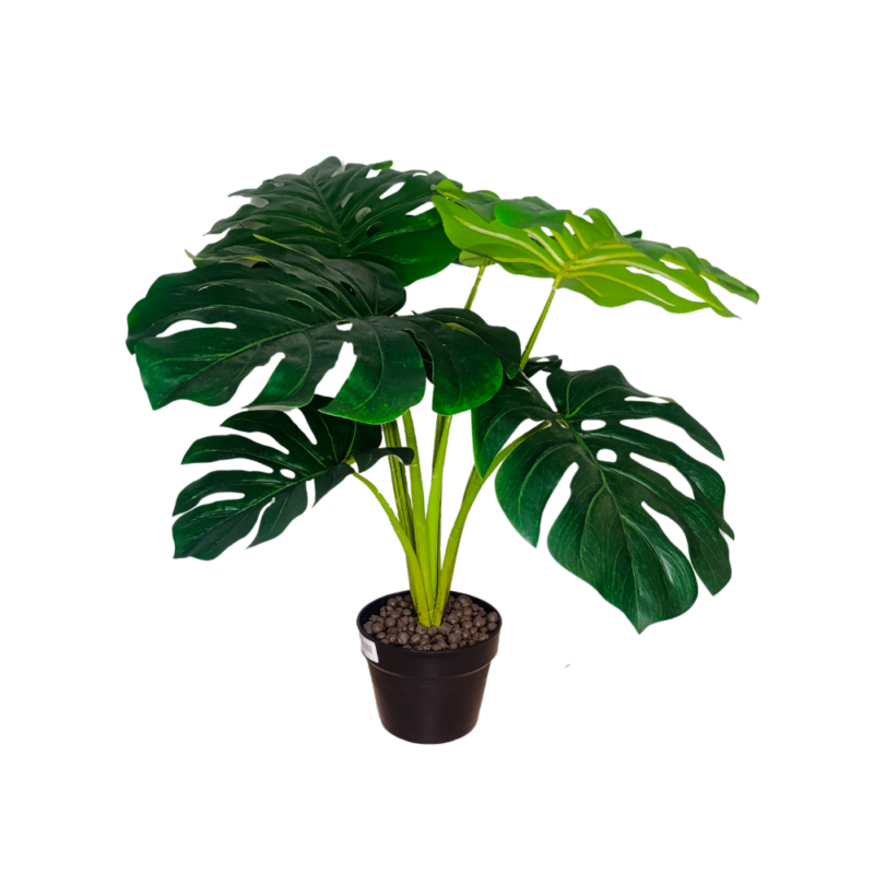 PLANTA MONSTERA 60cm VERDE