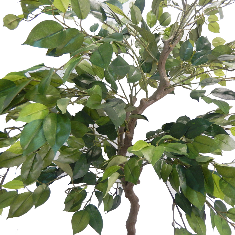 PLANTA FICUS 1,2mts VERDE