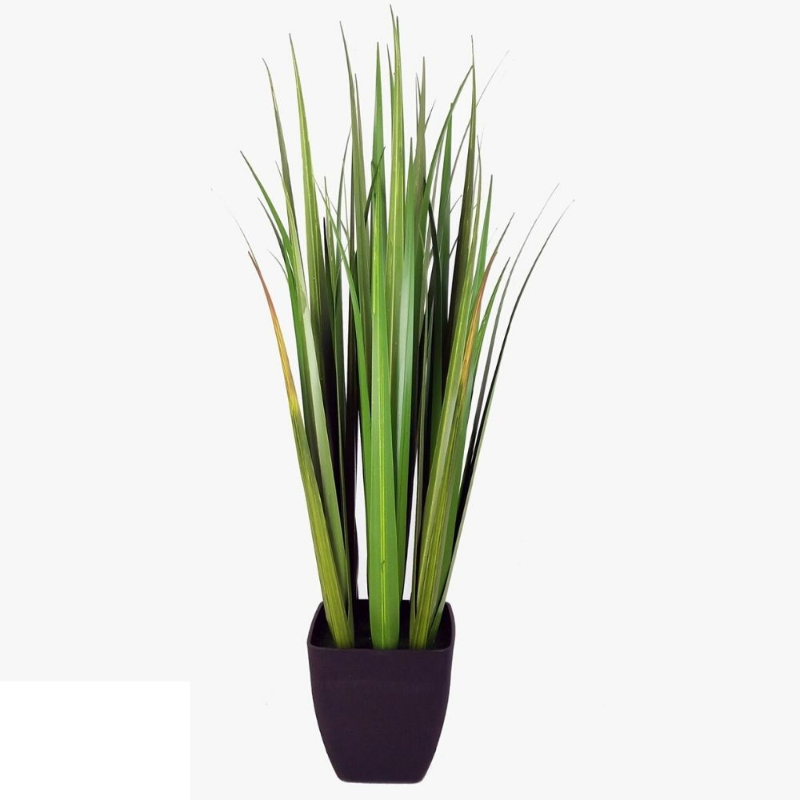 PLANTA PASTO CEBOLLA 91cm VERDE