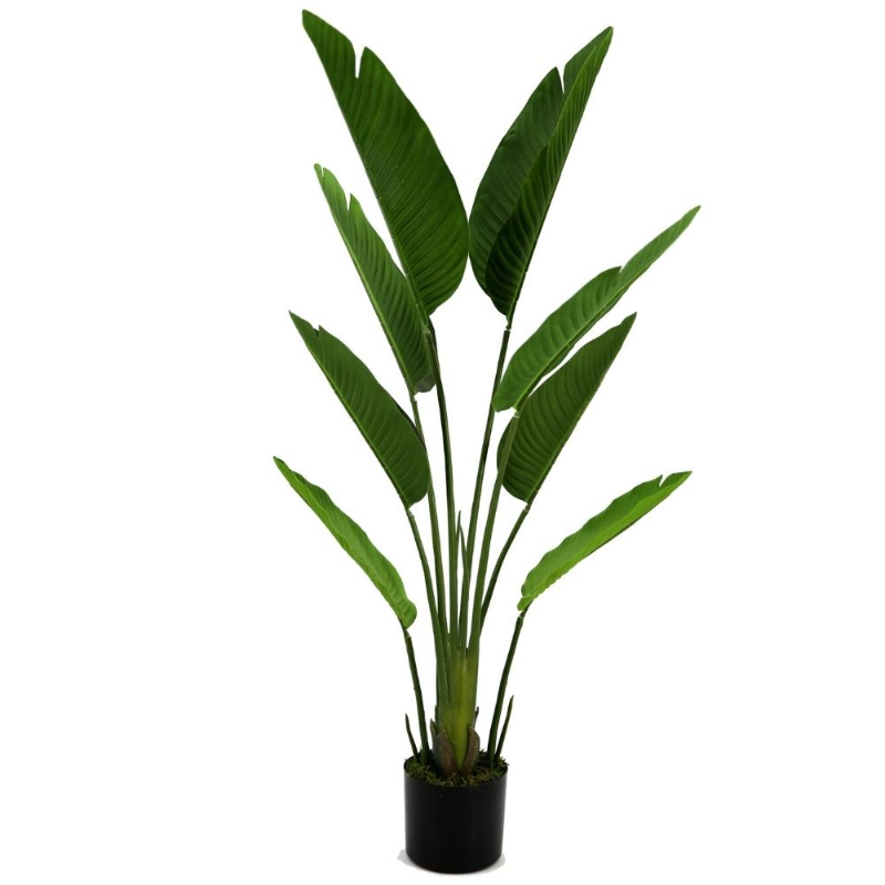 PLANTA PALMERA TRAVELLER 1,2m