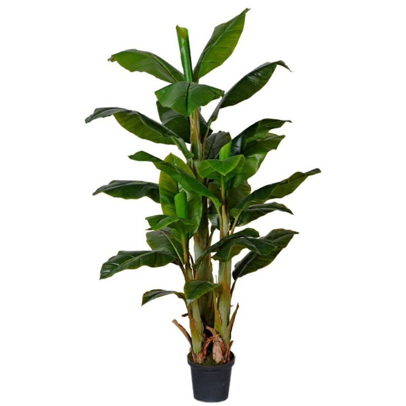 PLANTA BANANA 1,8m