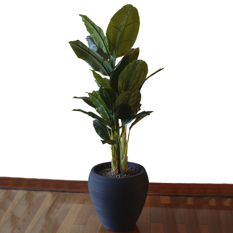 PLANTA BANANA 1,8m