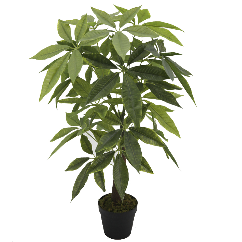 PLANTA MONEY 85cm