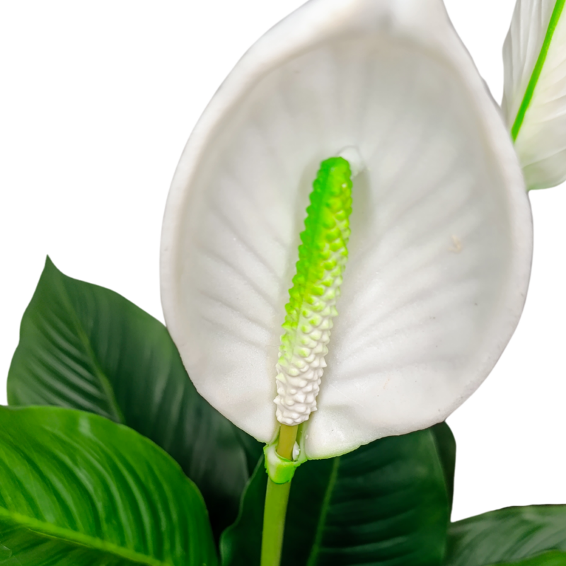 PLANTA SPATHIPHYLLUM 75cm VERDE