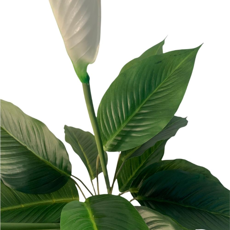 PLANTA SPATHIPHYLLUM 75cm VERDE