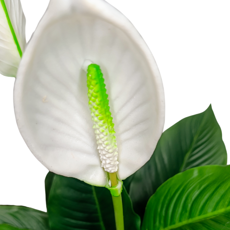 PLANTA SPATHIPHYLLUM 96cm VERDE