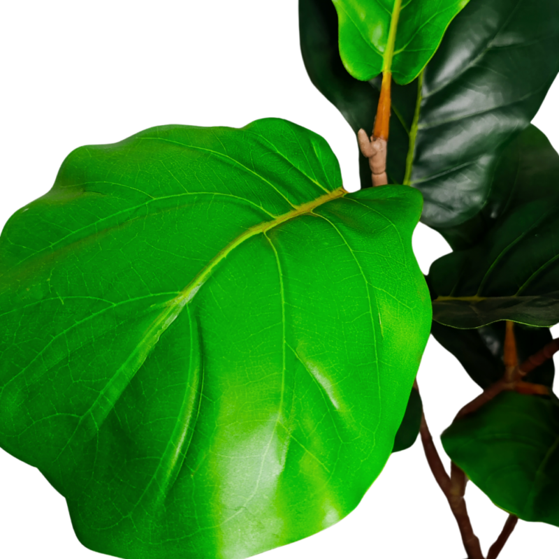 PLANTA FICUS LYRATA 1m VERDE