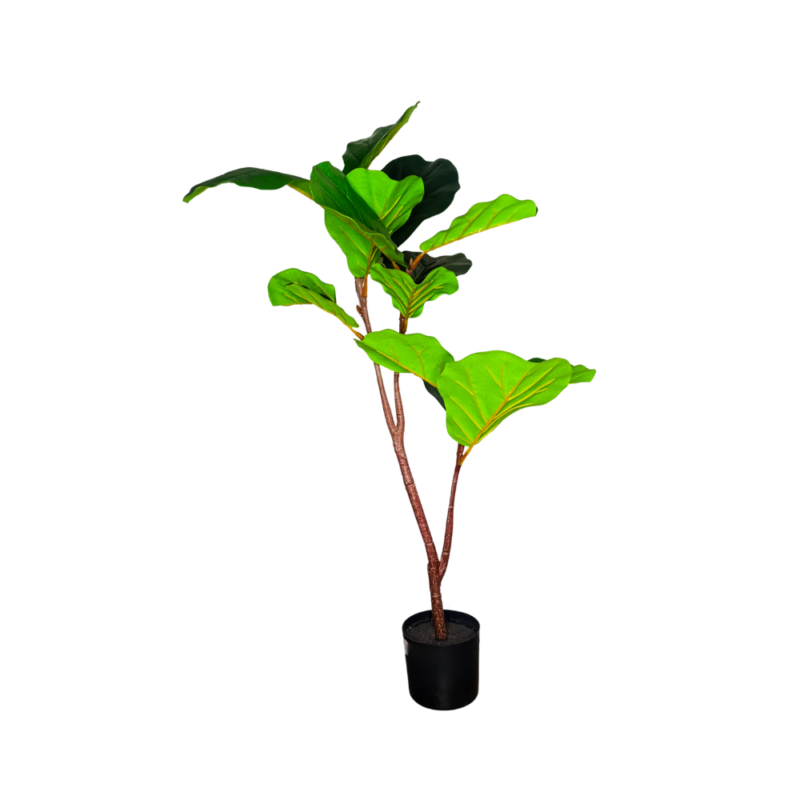 PLANTA FICUS LYRATA 1m VERDE