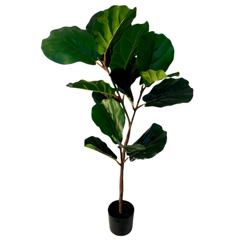 PLANTA FICUS LYRATA 1m VERDE