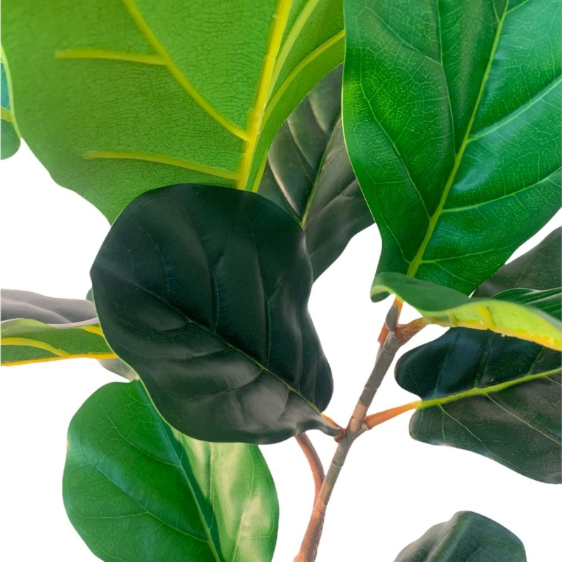 PLANTA FICUS LYRATA 1m VERDE