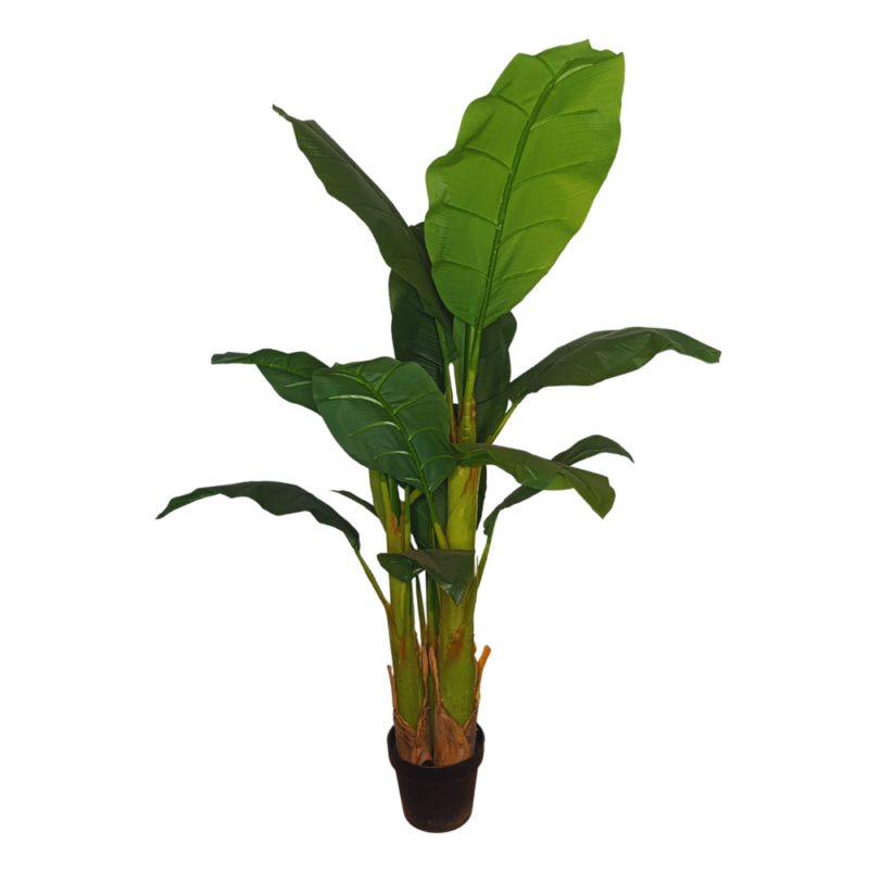 PLANTA BANANA 1,2m VERDE