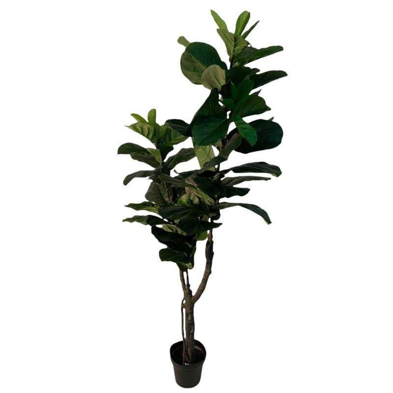 PLANTA FICUS LYRATA 1,75m