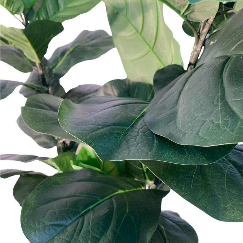 PLANTA FICUS LYRATA 1,75m