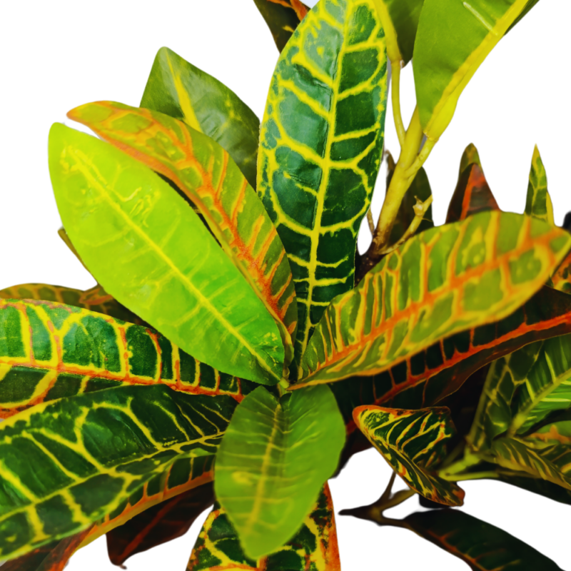 PLANTA CROTON 80cm