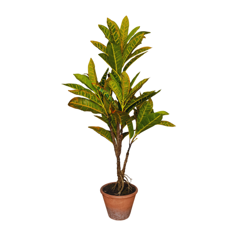 PLANTA CROTON 80cm