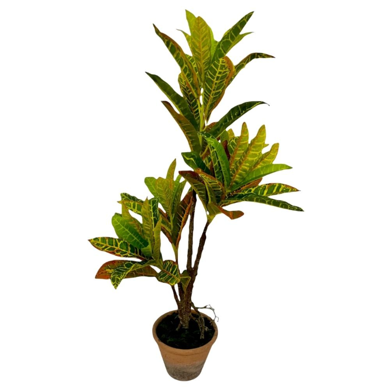 PLANTA CROTON 80cm