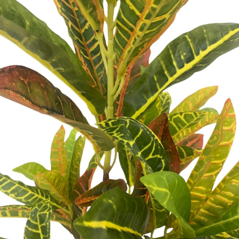 PLANTA CROTON 80cm