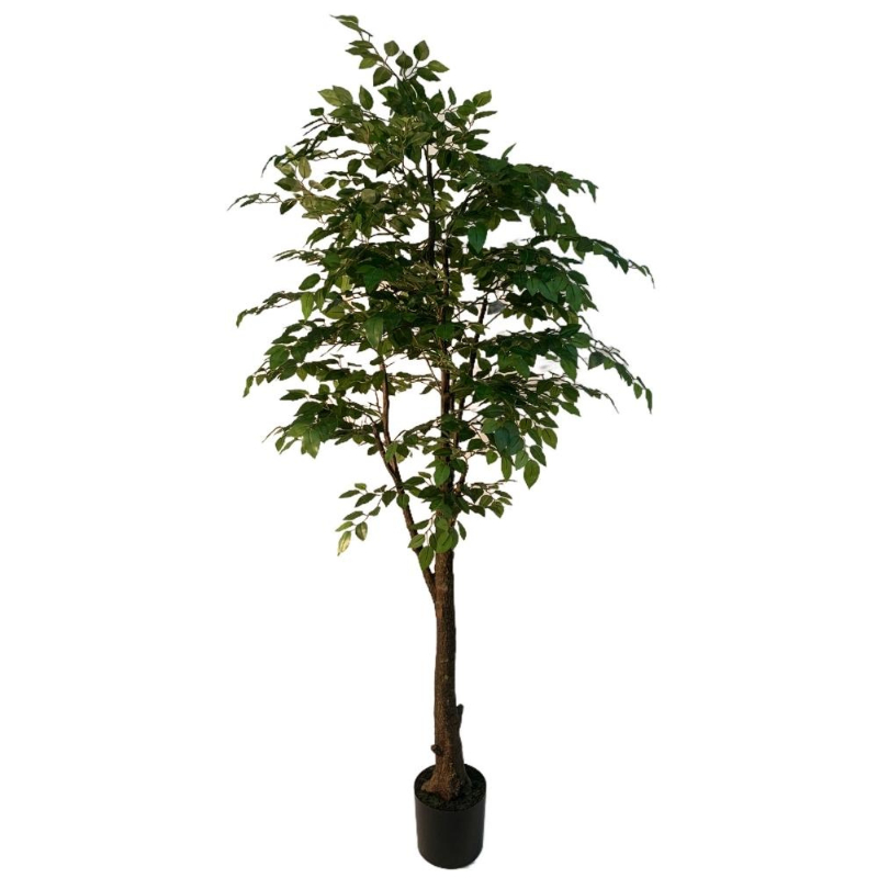 PLANTA FICUS 1,9m VERDE