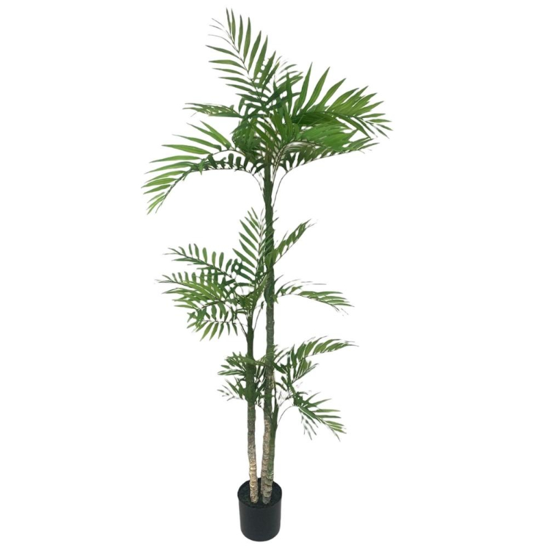 PLANTA PALMERA ARECA 1,6m VERDE