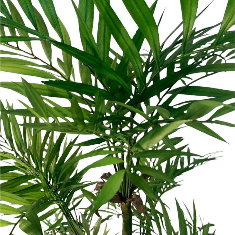 PLANTA PALMERA ARECA 1,67m VERDE