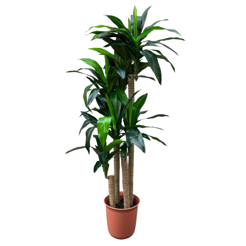 PLANTA DRACAENA 1,8m VERDE