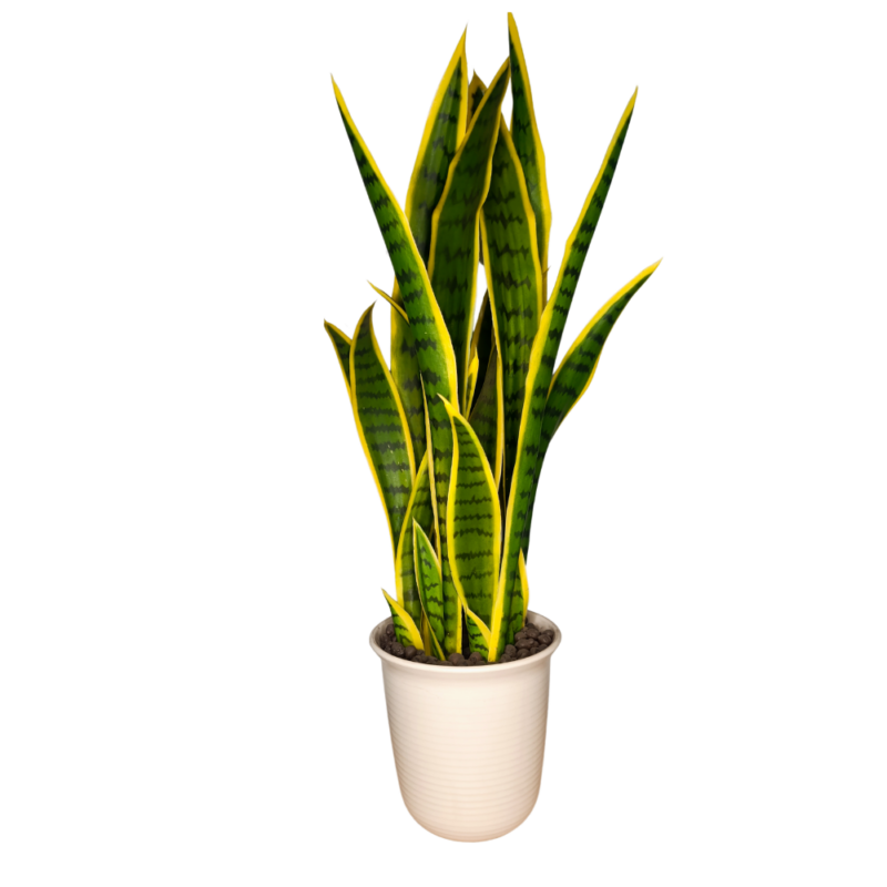 PLANTA SANSEVIERIA 75cm VERDE