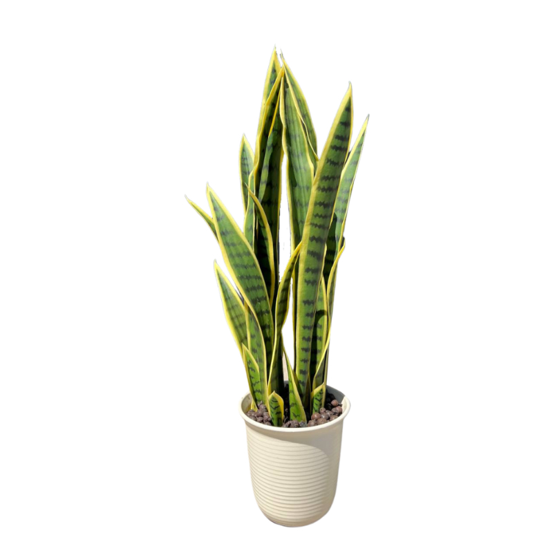 PLANTA SANSEVIERIA 75cm VERDE