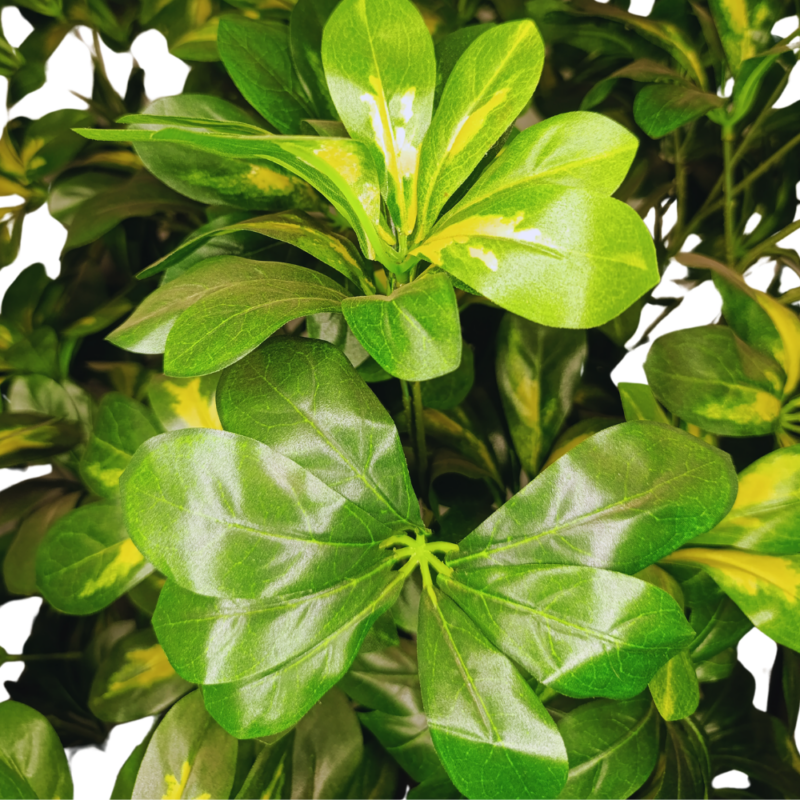 PLANTA SCHEFFLERA 1,3m VERDE