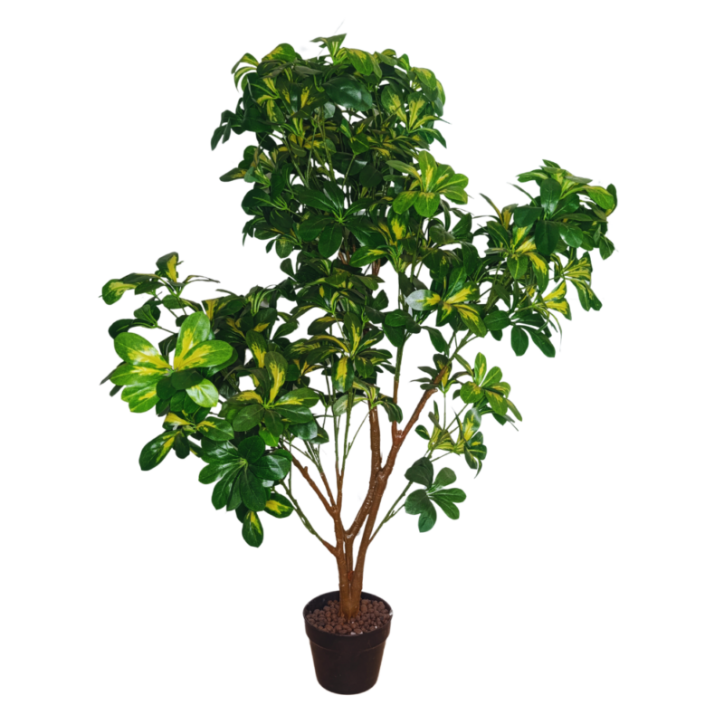 PLANTA SCHEFFLERA 1,3m VERDE