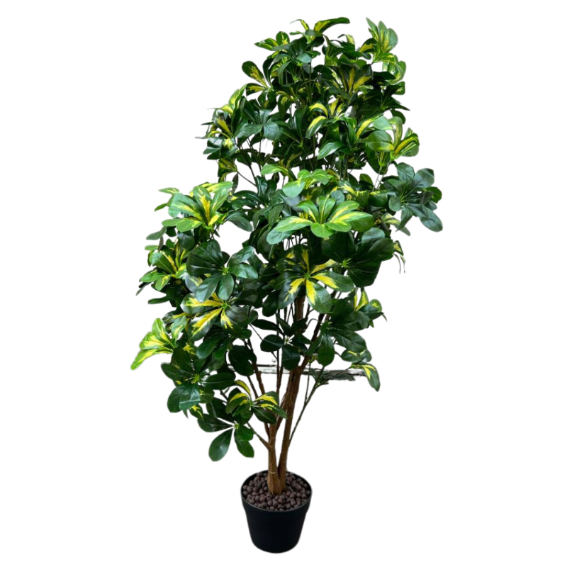 PLANTA SCHEFFLERA 1,3m VERDE