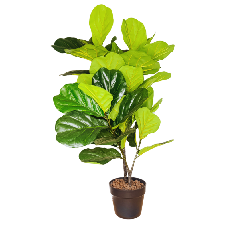 PLANTA LYRATA 95cm VERDE