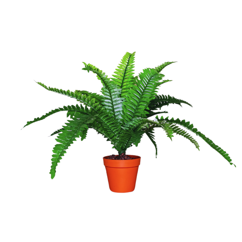 PLANTA HELECHO BOSTON 45cm VERDE