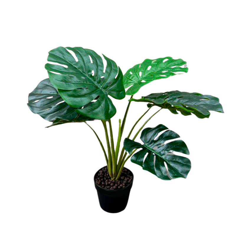 PLANTA MONSTERA 60cm VERDE