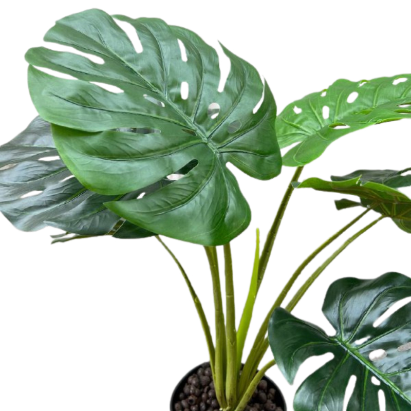 PLANTA MONSTERA 60cm VERDE