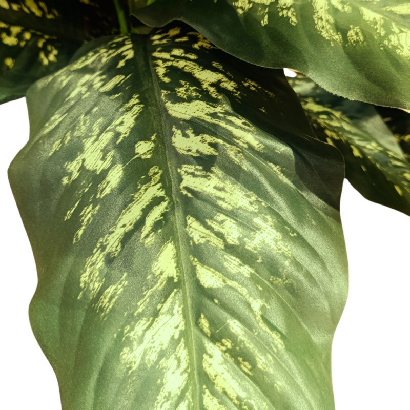 PLANTA DIEFFENBACHIA 122cm