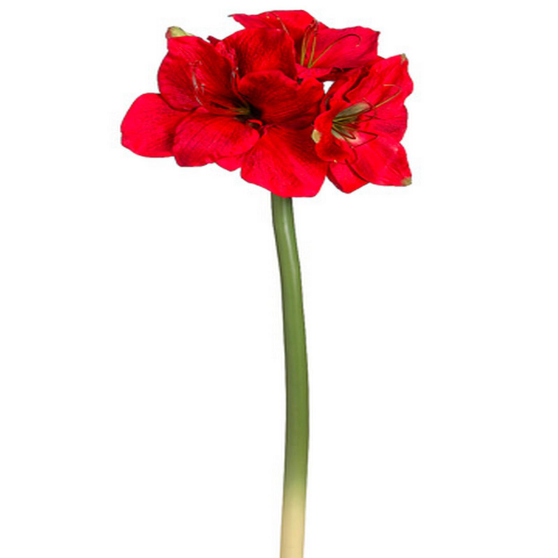 AMARYLLIS 74cm ROJO