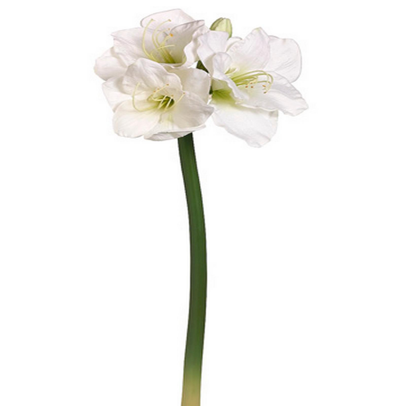 AMARYLLIS 74cm BLANCO