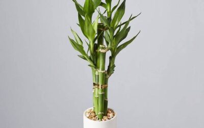 ¿Cómo cuidar mi Lucky Bamboo?