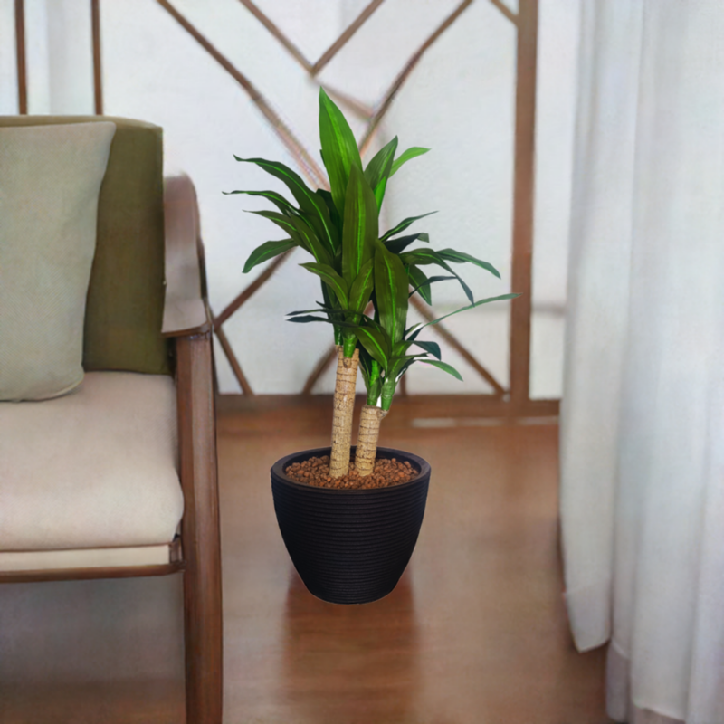 PLANTA DRACAENA 90cm VERDE