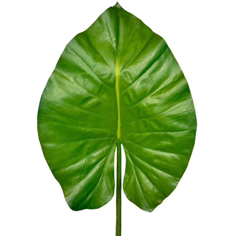 HOJA MONSTERA 81cm VERDE