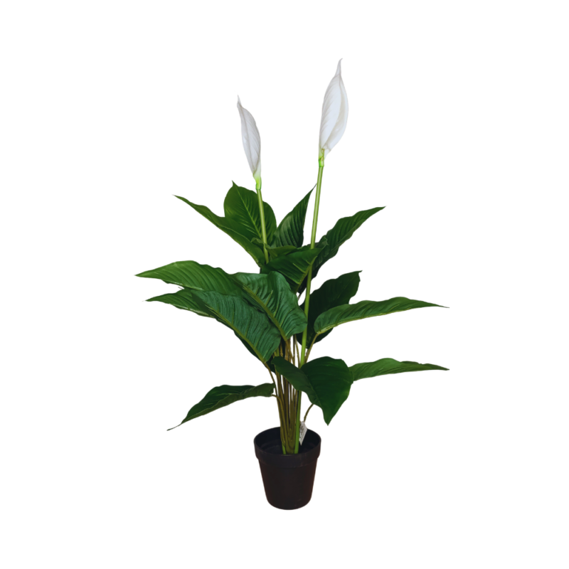 PLANTA SPATHIPHYLLUM 75cm VERDE